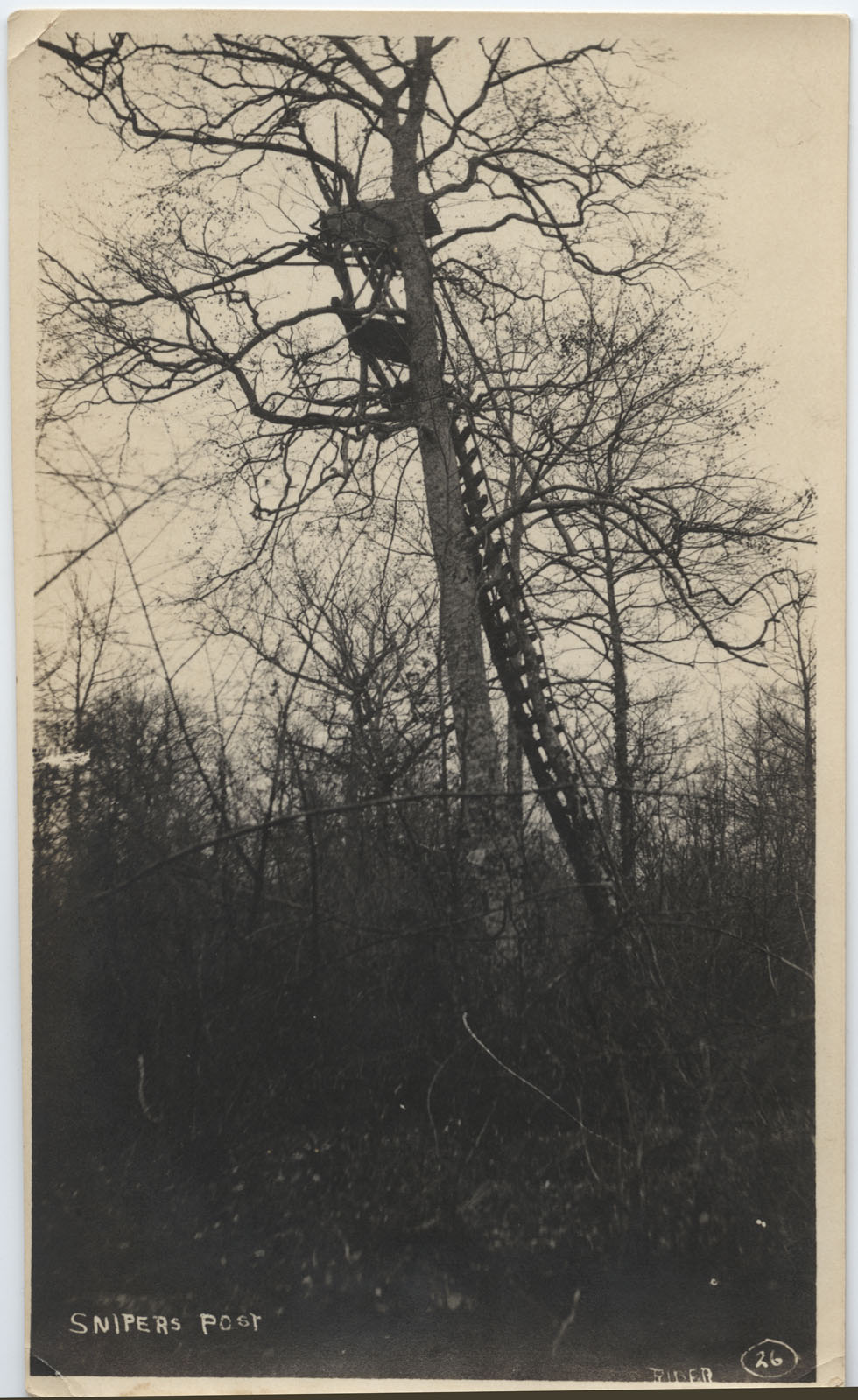 Sepia photograph of a tree with a platform high in its branches, with a ladder leading to the platform