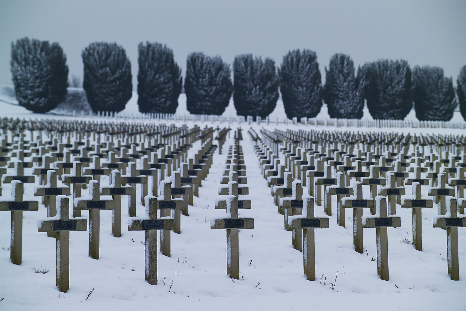 Modern photograph of a snowy field with large manicured trees in the background. In the foreground, rows of crosses are planted in the field.