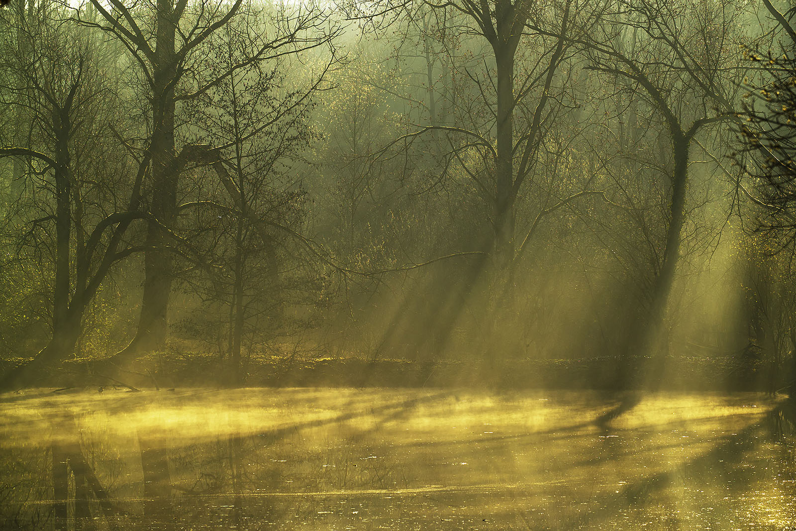 Modern photograph. A marshy wood with golden light filtering through the trees.