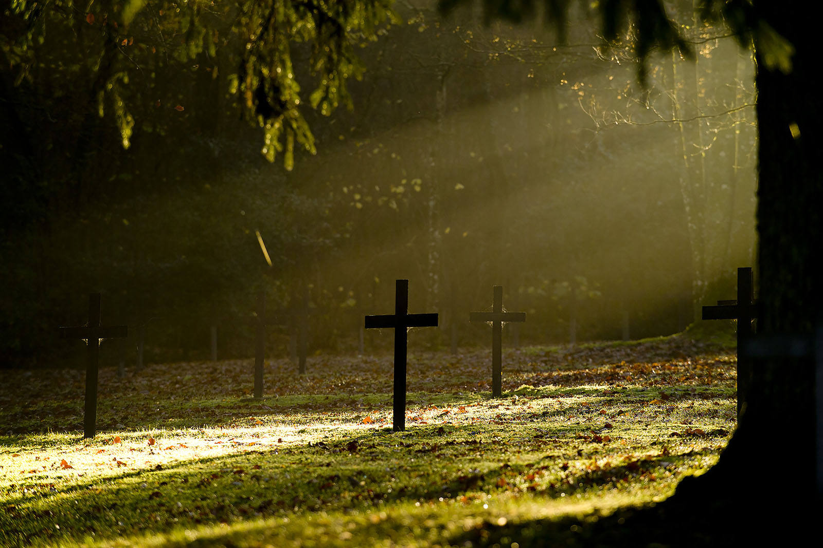 A grassy open area bounded by trees, lit by rays of sunlight. Tall grave markers shaped like crosses are planted in the clearing.