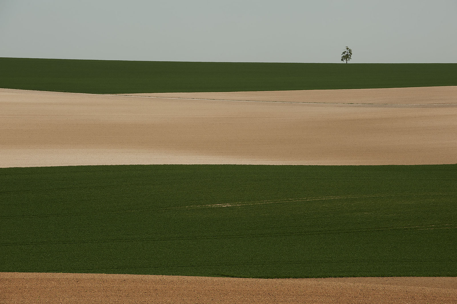 Modern photograph of alternating fields of green and brown. A single tree is silhouetted on the horizon.