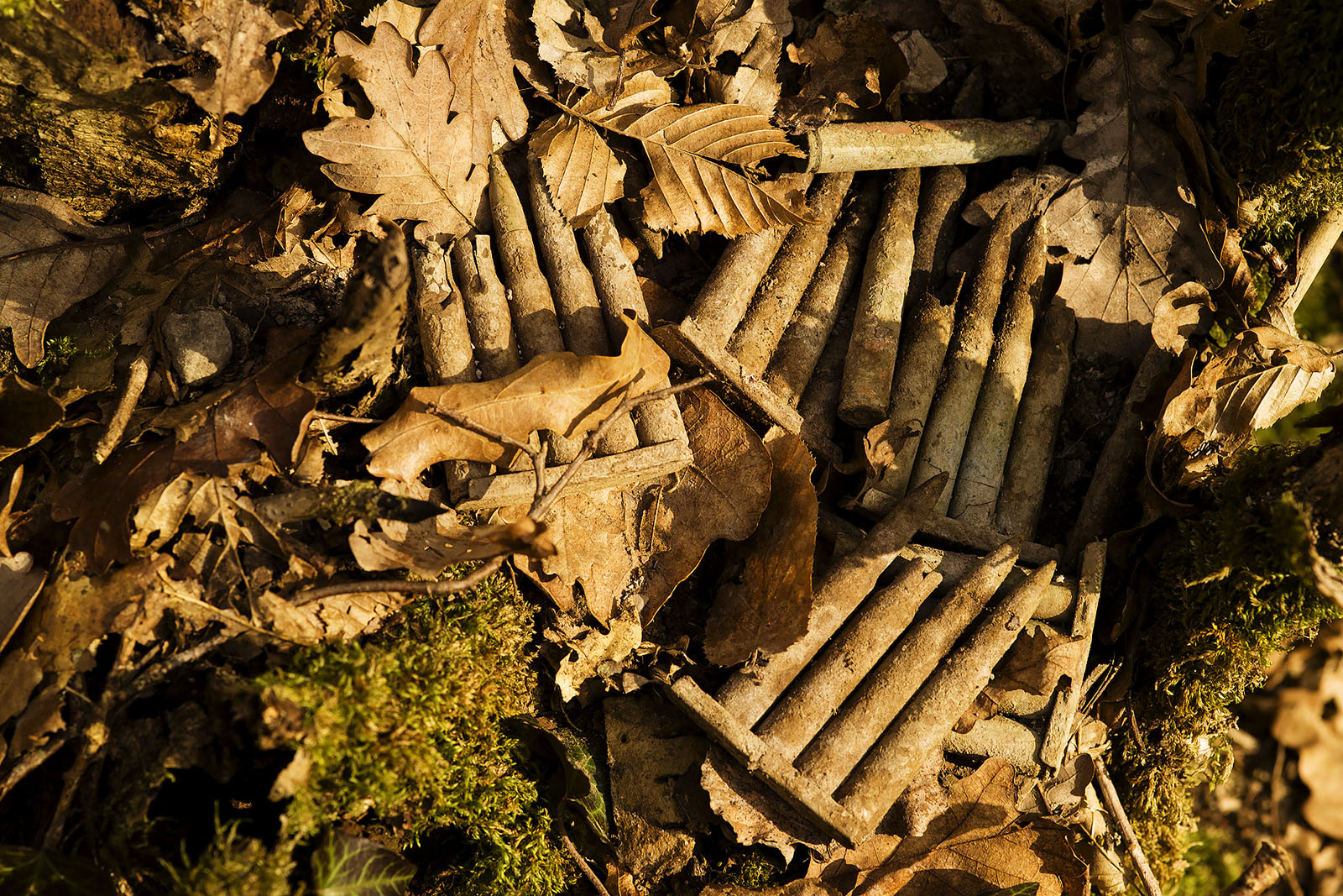 Modern photograph of rusted bullet casings amidst dead leaves.