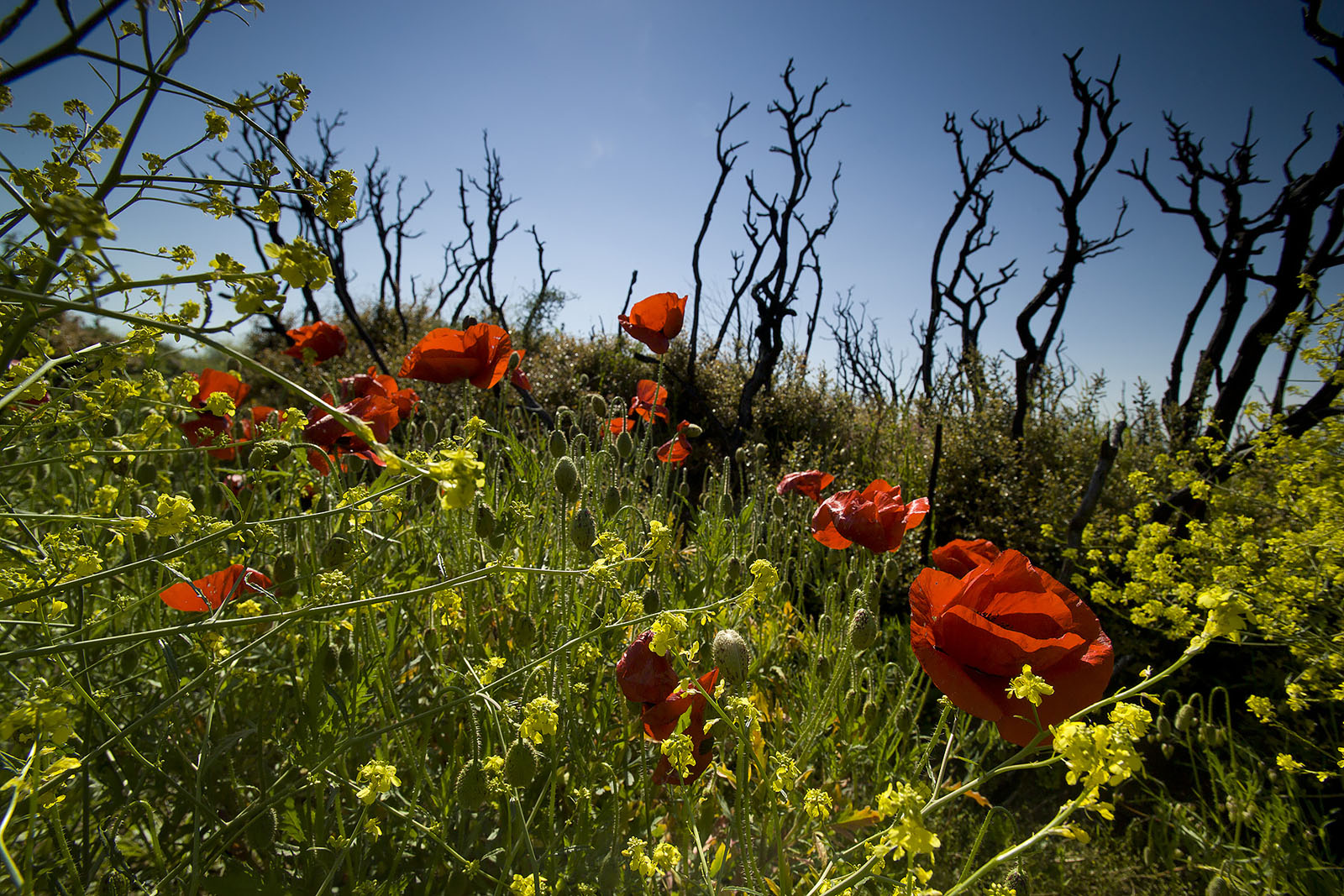 Modern photograph of a lush green field dotted with bright red poppies