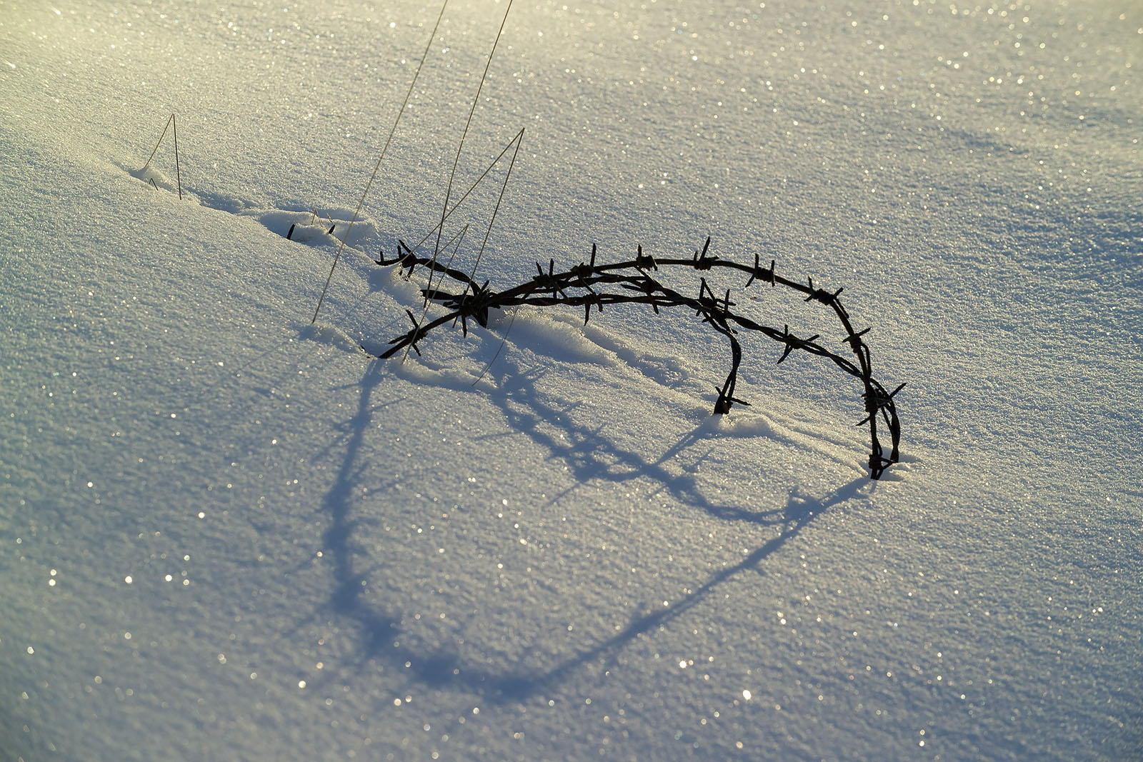 Modern photograph. Close-up of a few strands of barbed wire sticking up from a smooth field of snow.