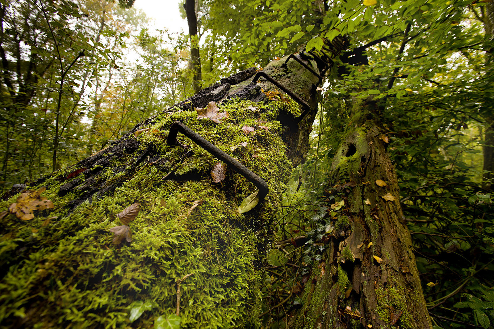 Modern photograph of rusted metal bars nailed into a large tree trunk as ladder steps
